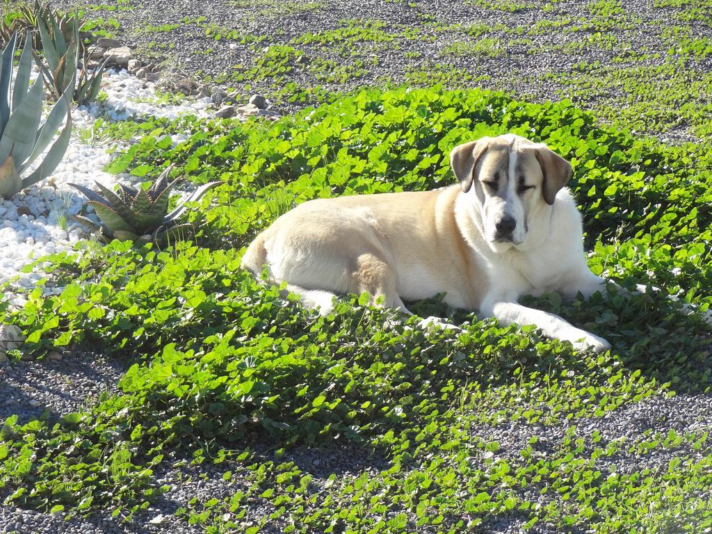 Cortijo Oro Verde B&B Tabernas Eksteriør billede